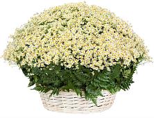 Цветочная композиция из Ромашки в корзине #REPLACE_PRED# Дракино